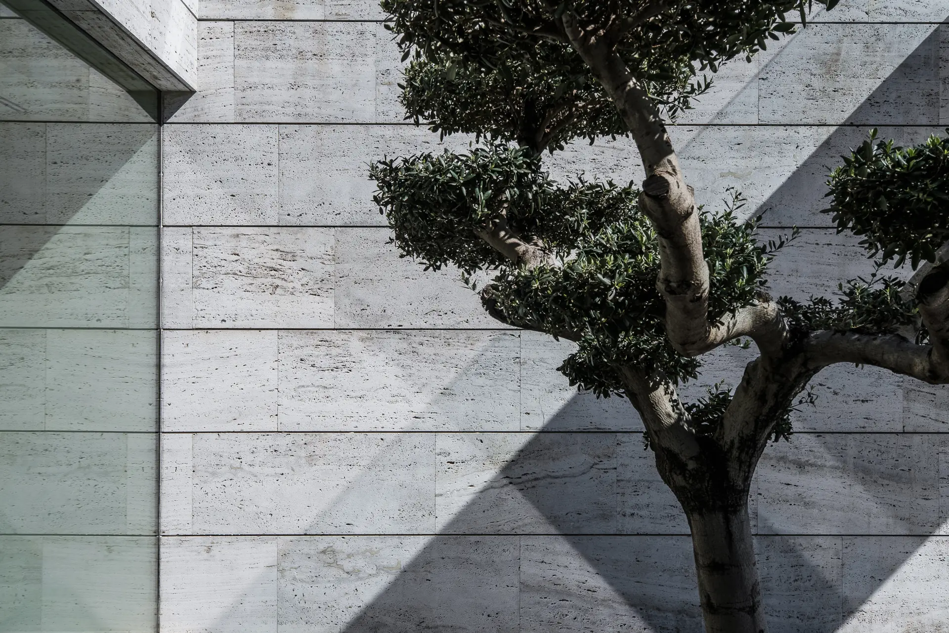 Sombras proyectadas sobre una pared con un árbol al frente. Proyecto The Sanctuary by ARK ARCHITECTS